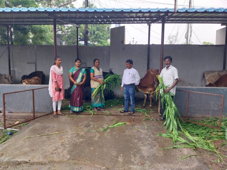 சாலையில் சுற்றும் மாடுகளுக்கு ‘ரெட் கார்டு’ – தூத்துக்குடி மாநகராட்சியின் அதிரடி நடவடிக்கை!
